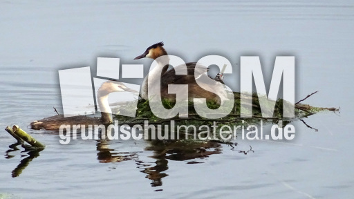 Haubentaucher (2).jpg